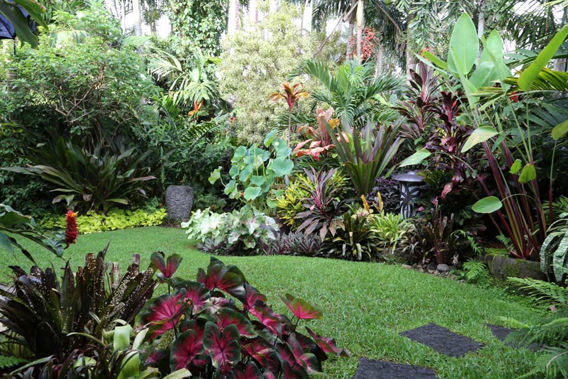 Beautiful Tropic Green small Garden