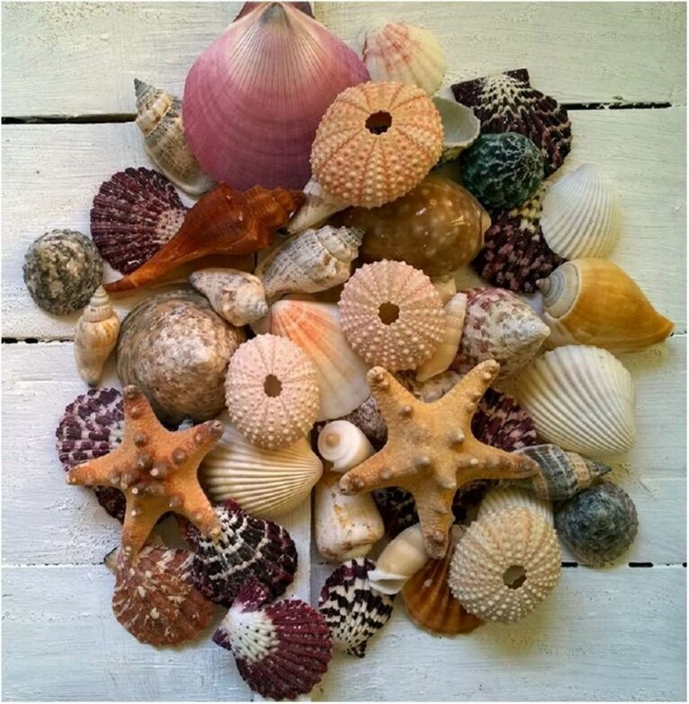Scallops and starfish Centerpieces