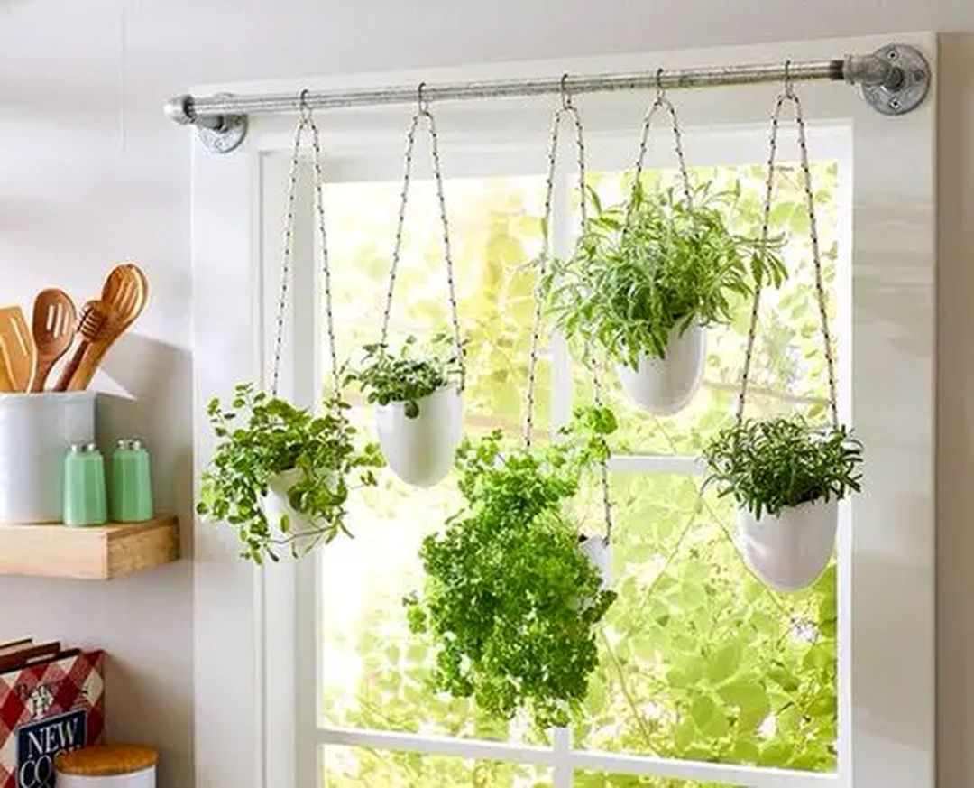 Hanging Plants In Windows