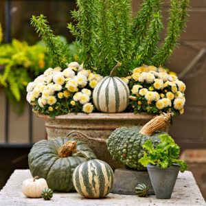 Mum Container Garden