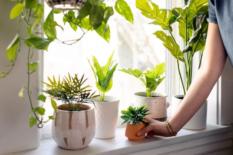 Best Window Treatment With Indoor Hanging Plant