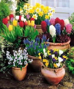Colorful Garden Pot Flowers