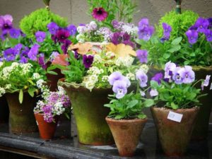 Gardening Pot Container and Spring Flowers