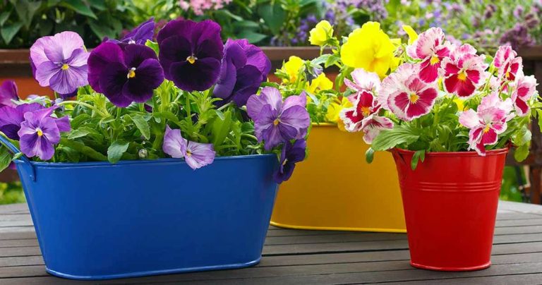 Pansy Plant with a Pot