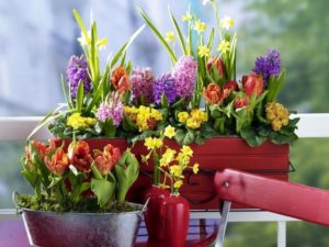 Spring Bulb Flowers in Containers